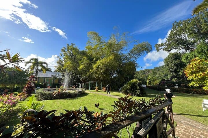 Wingfield Rainforest Hike and Romney Manor: St Kitts Forest Bathing & Cultural Tour photo 3