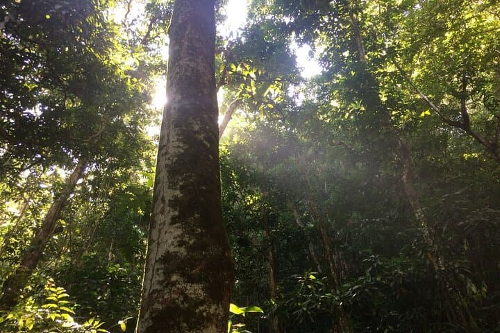 Wingfield Rainforest Hike and Romney Manor: St Kitts Forest Bathing & Cultural Tour photo 6