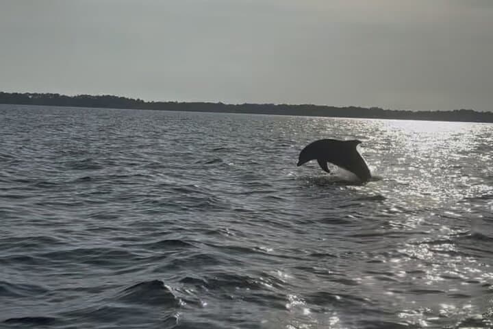 Dolphin Cruise on Choctawhatchee Bay from Santa Rosa Beach photo 4