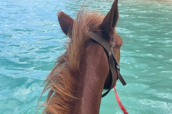 Horseback Riding in Port Vila: Etmat Bay Rainforest & Beach Ride photo 6