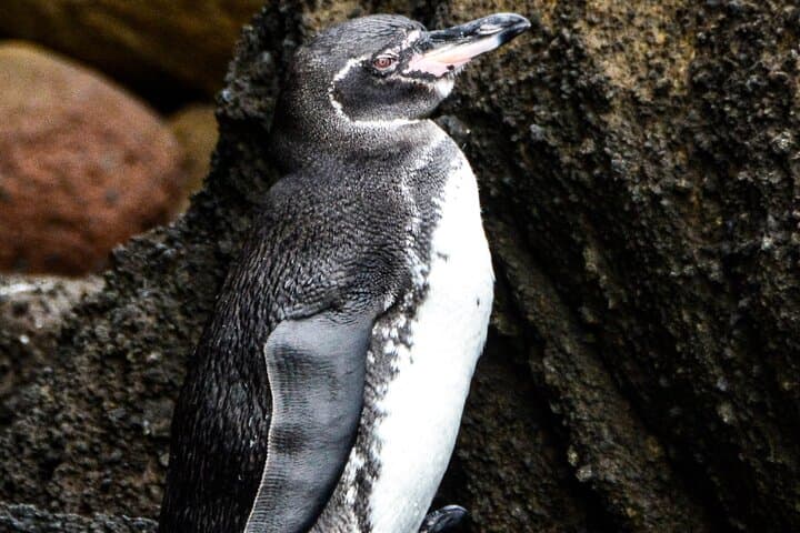 8-Day Galapagos Island Hopping for Divers — Diving, Snorkeling & Wildlife photo 6