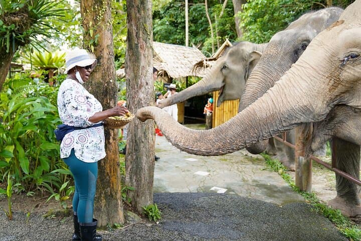 Feed Me Bananas: Ethical Elephant Feeding at Bukit Elephant Park, Phuket photo 3