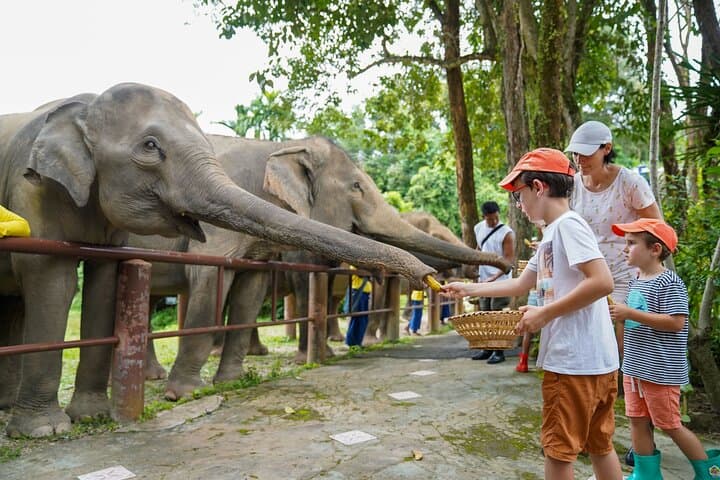 Feed Me Bananas: Ethical Elephant Feeding at Bukit Elephant Park, Phuket photo 2