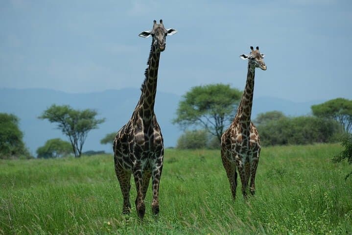 Full-Day Safari in Tarangire National Park: Day Trip from Arusha photo 2