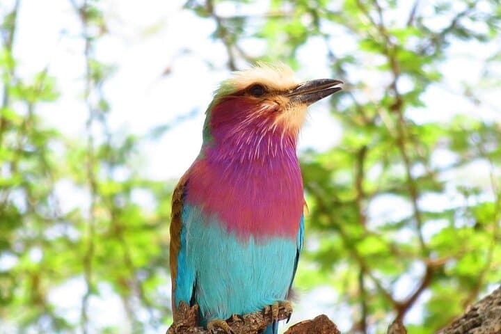Full-Day Safari in Tarangire National Park: Day Trip from Arusha photo 3