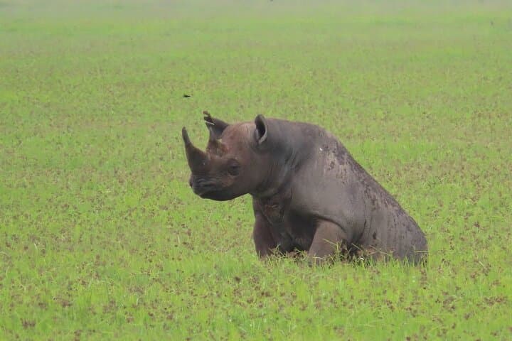 Full-Day Safari in Tarangire National Park: Day Trip from Arusha photo 4