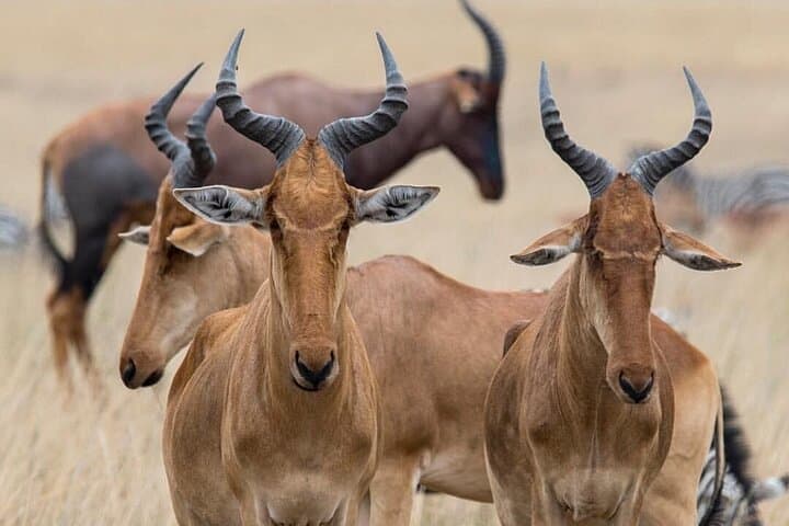 Full-Day Safari in Tarangire National Park: Day Trip from Arusha photo 5