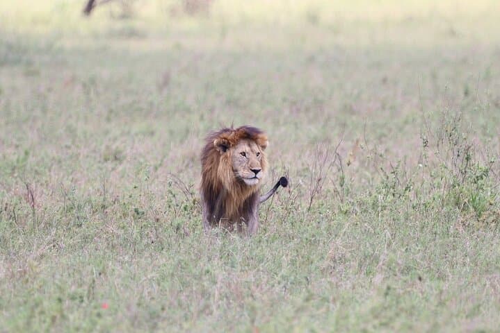 Full-Day Safari in Tarangire National Park: Day Trip from Arusha photo 6