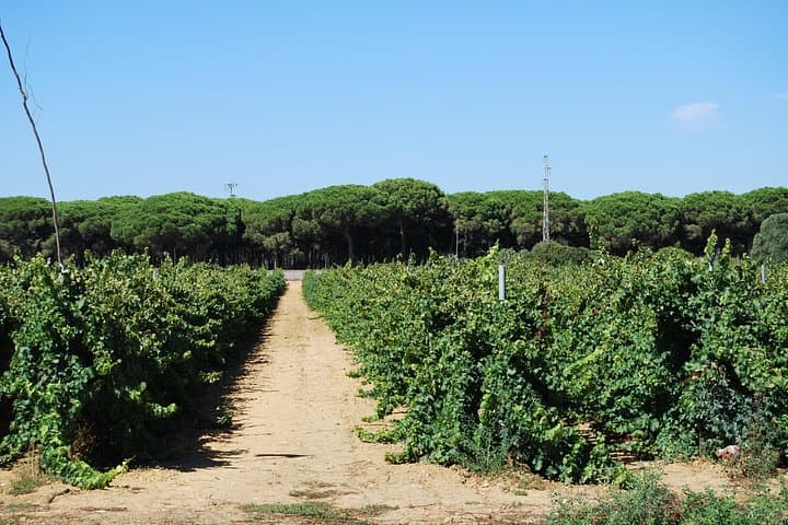 Chiclana de la Frontera Winery Tour with Lunch from Cádiz — Bodega Manuel Aragón Experience photo 4