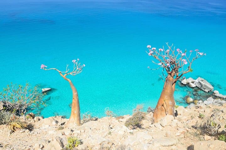 8-Day Socotra Island Expedition — Dragon Blood Trees, Caves & Coastal Lagoons