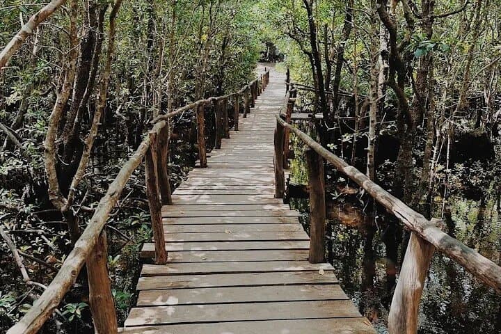Jozani Forest and Sea Turtles Sanctuary Tour — Zanzibar Wildlife & Cultural Day Trip photo 3