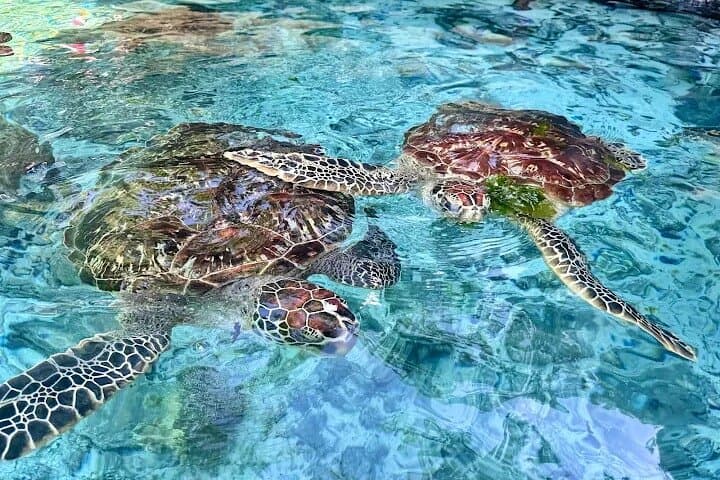 Jozani Forest and Sea Turtles Sanctuary Tour — Zanzibar Wildlife & Cultural Day Trip photo 6