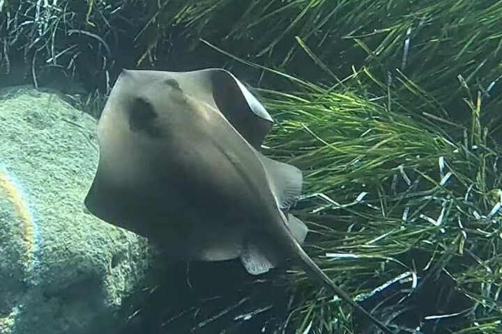 Discover Scuba Diving at Amathus Ruins — Limassol Beginner Dive photo 6