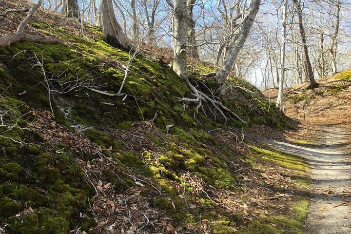 Cape Cod National Seashore Tour and Beech Forest Hike from Provincetown photo 6