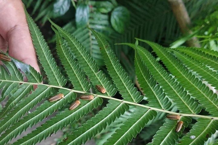 Ubud Balinese Village Life: Organic Farm Dinner & Firefly Night in Taro photo 3