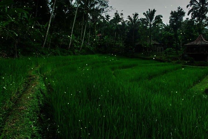 Ubud Balinese Village Life: Organic Farm Dinner & Firefly Night in Taro photo 4