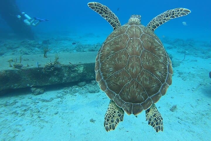 Brewers Bay Snorkel Adventure — Turtle-Focused Beach Day in St. Thomas photo 4