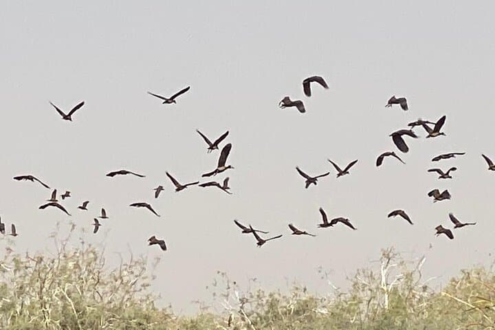 Dakar to Lompoul Desert: 3-Day Pink Lake, Saint-Louis & Djoudj Bird Park Adventure photo 2