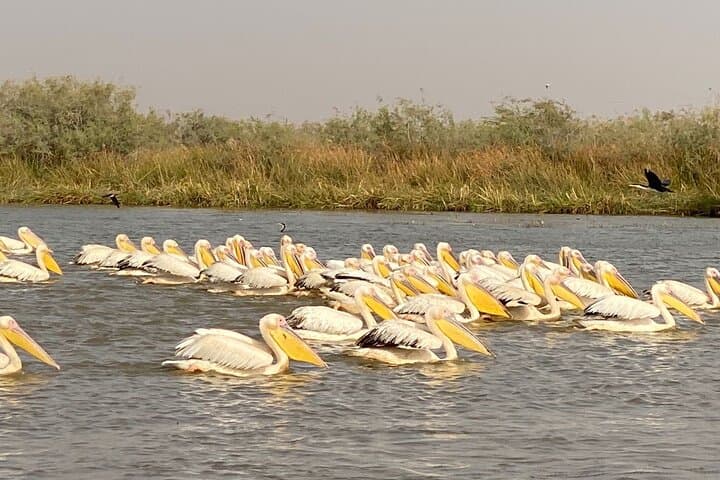Dakar to Lompoul Desert: 3-Day Pink Lake, Saint-Louis & Djoudj Bird Park Adventure photo 4
