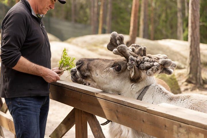 Nuuksio Reindeer Park Adventure: Private Reindeer Farm Visit from Helsinki