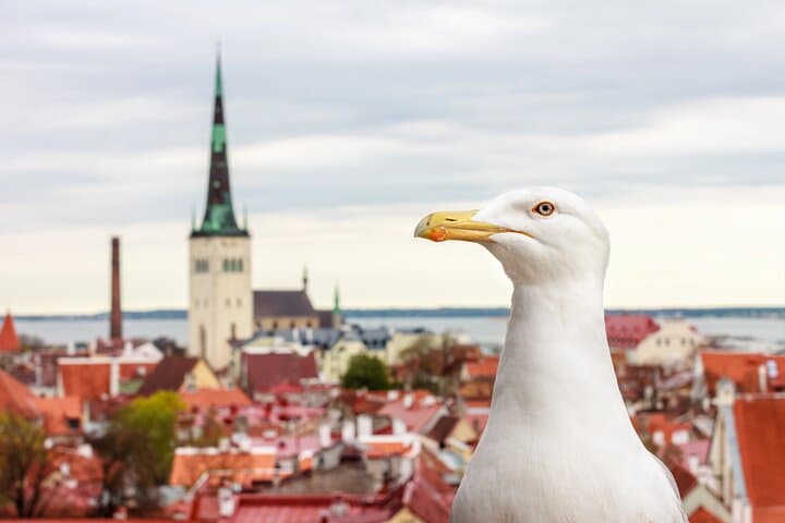 Tallinn Old Town Walking Tour: Guided Historical Tour (2–2.5 hrs) photo 6