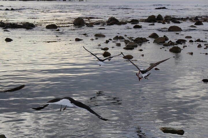 Zapallar Private Coastal Retreat: Exclusive 3-Day Stay with Local Fishing, Hidden Coves & Hill Views photo 6