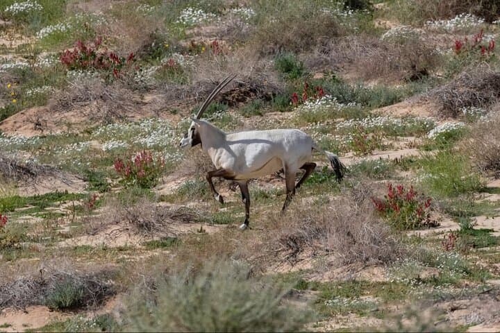 Al Bidaa Mountain Hike — Guided Nature Reserve Trek Near Medina photo 2