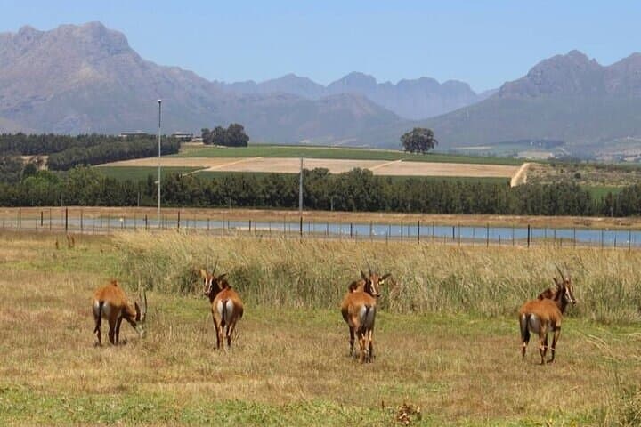 Cape Winelands Day Trip from Cape Town: Wine, Wildlife & History photo 3