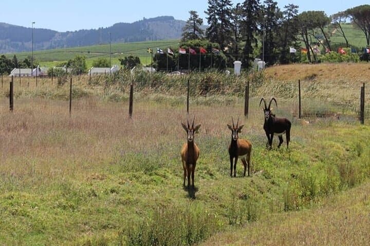 Cape Winelands Day Trip from Cape Town: Wine, Wildlife & History photo 6