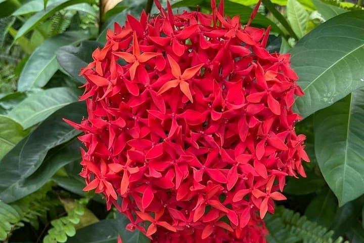 Ocho Rios Fern Gully & Konoko Falls Tour — Rainforest Drive and Waterfall Gardens photo 4