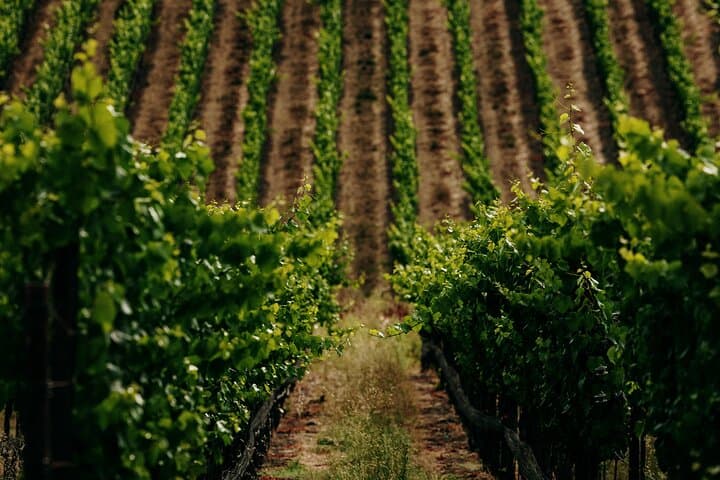 Electric Bike Wine Tasting in Sonoma: Half-Day Guided Ride with Lunch photo 6