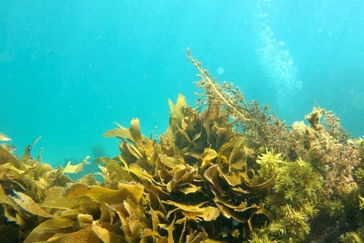 Auckland Dive Refresher Course at Goat Island Marine Reserve — Update Your Skills Before Diving