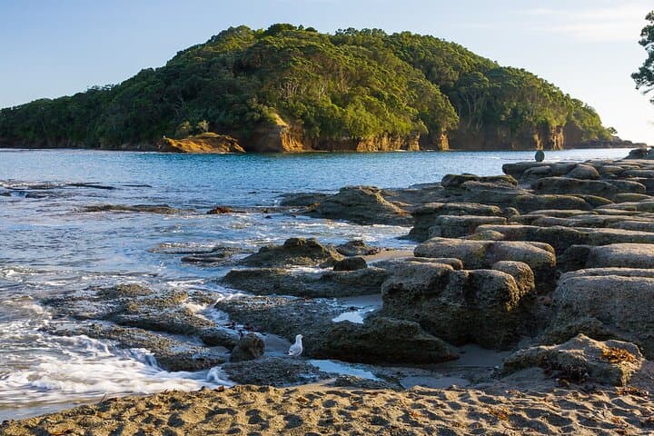 Auckland Dive Refresher Course at Goat Island Marine Reserve — Update Your Skills Before Diving photo 3