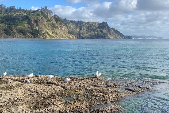 Try Scuba Dive in Auckland: Half-Day SSI Introductory Dive in the Hauraki Gulf photo 2