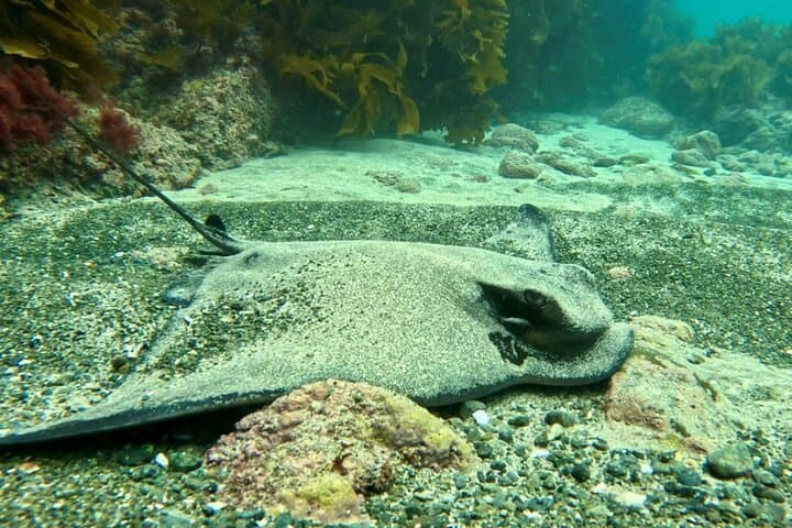 Try Scuba Dive in Auckland: Half-Day SSI Introductory Dive in the Hauraki Gulf