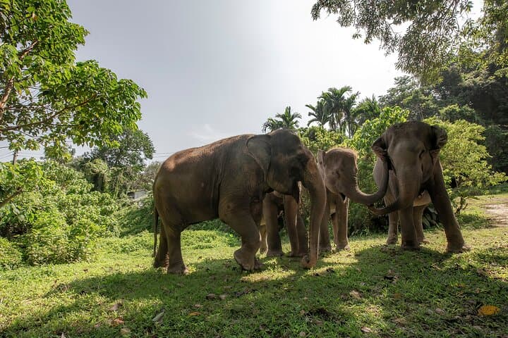 Feed Me Bananas: Ethical Elephant Feeding at Bukit Elephant Park, Phuket photo 4