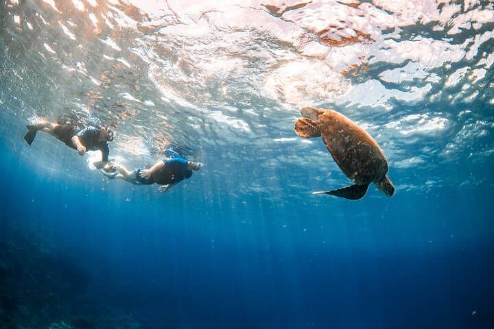 Mala Wharf Snorkel: Swim with Hawaiian Green Sea Turtles (Lahaina) photo 1