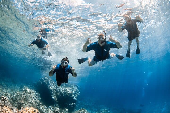 Mala Wharf Snorkel: Swim with Hawaiian Green Sea Turtles (Lahaina) photo 2