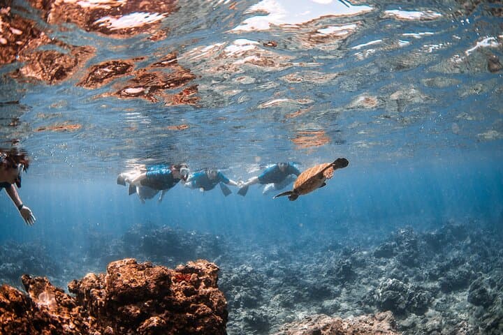 Mala Wharf Snorkel: Swim with Hawaiian Green Sea Turtles (Lahaina) photo 4