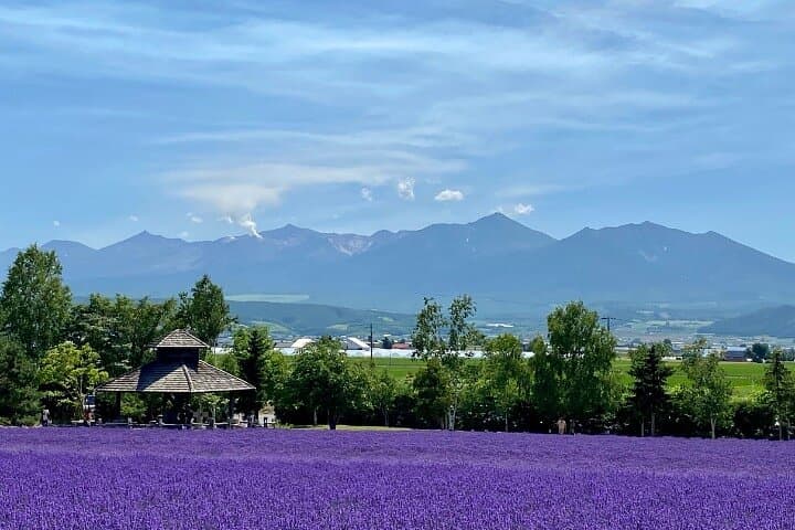 Furano & Biei Complete Day Tour: Lavender Fields, Blue Pond & Shirahige Falls photo 2