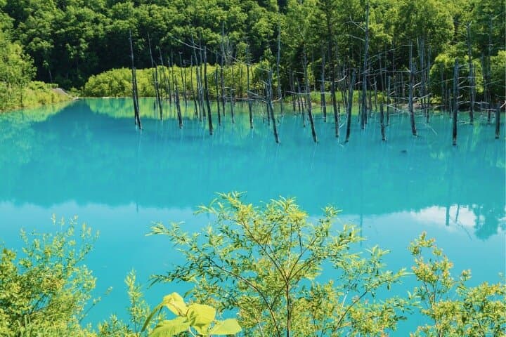 Furano & Biei Complete Day Tour: Lavender Fields, Blue Pond & Shirahige Falls photo 3
