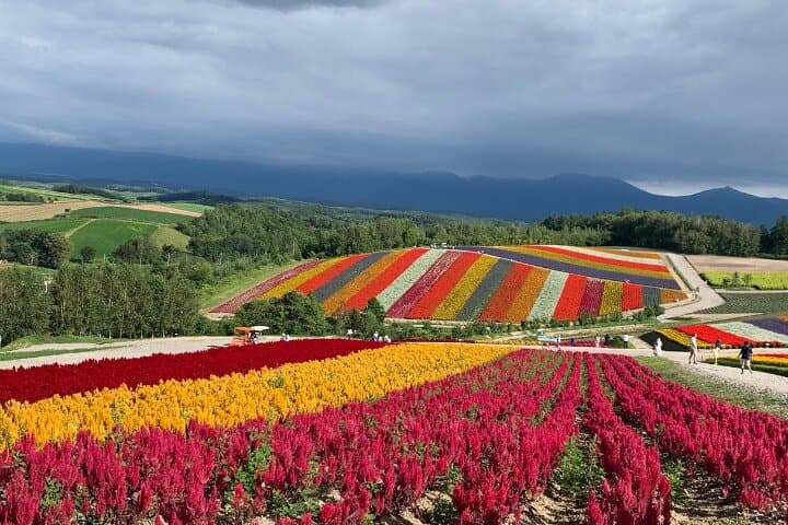 Furano & Biei Complete Day Tour: Lavender Fields, Blue Pond & Shirahige Falls photo 5