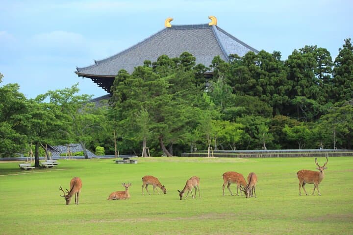 Bullet Train to Temples: Super Express Nara & Kyoto Day Trip from Tokyo photo 2