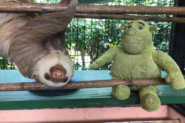 Sloths & Limón Highlights — Cahuita Wildlife and Caribbean Culture Tour photo 3