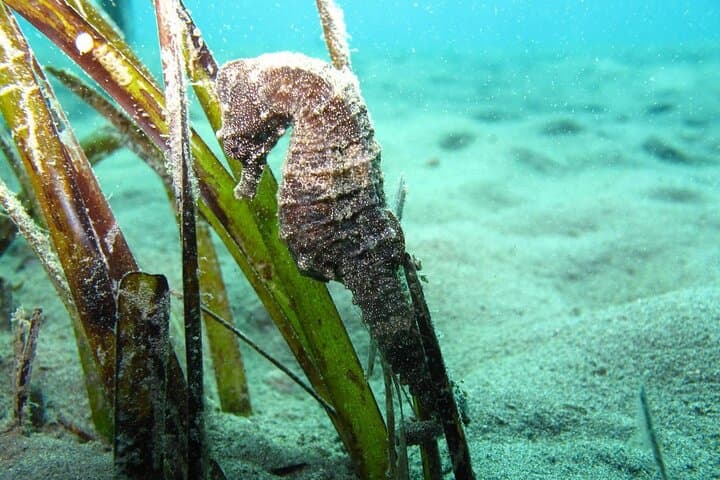 Discover Scuba Diving at Amathus Ruins — Limassol Beginner Dive photo 5