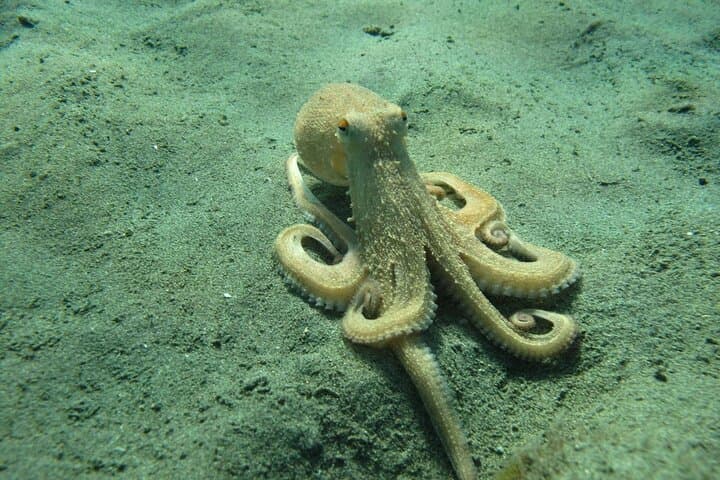 Discover Scuba Diving at Amathus Ruins — Limassol Beginner Dive photo 4