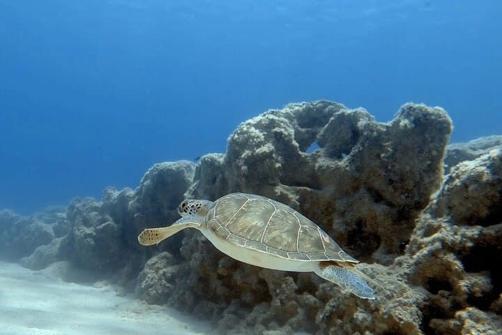Discover Scuba Diving at Amathus Ruins — Limassol Beginner Dive photo 3