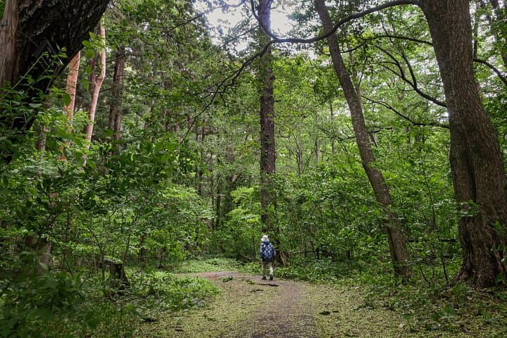 Sapporo Day Hike: Mt. Maruyama Summit & Okurayama Ski Jump Tour photo 6