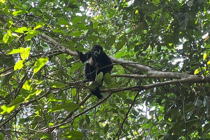 Bribri Chocolate & Cahuita National Park Day Trip — Cacao, Culture and Coastal Wildlife photo 3