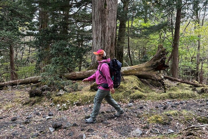 Forest Bathing and Mt. Fuji Views: Private Hiking Experience from Gotemba